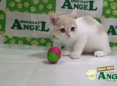 スコティッシュフォールド 2510042 【ペットショップエンゼル　子犬・子猫販売】