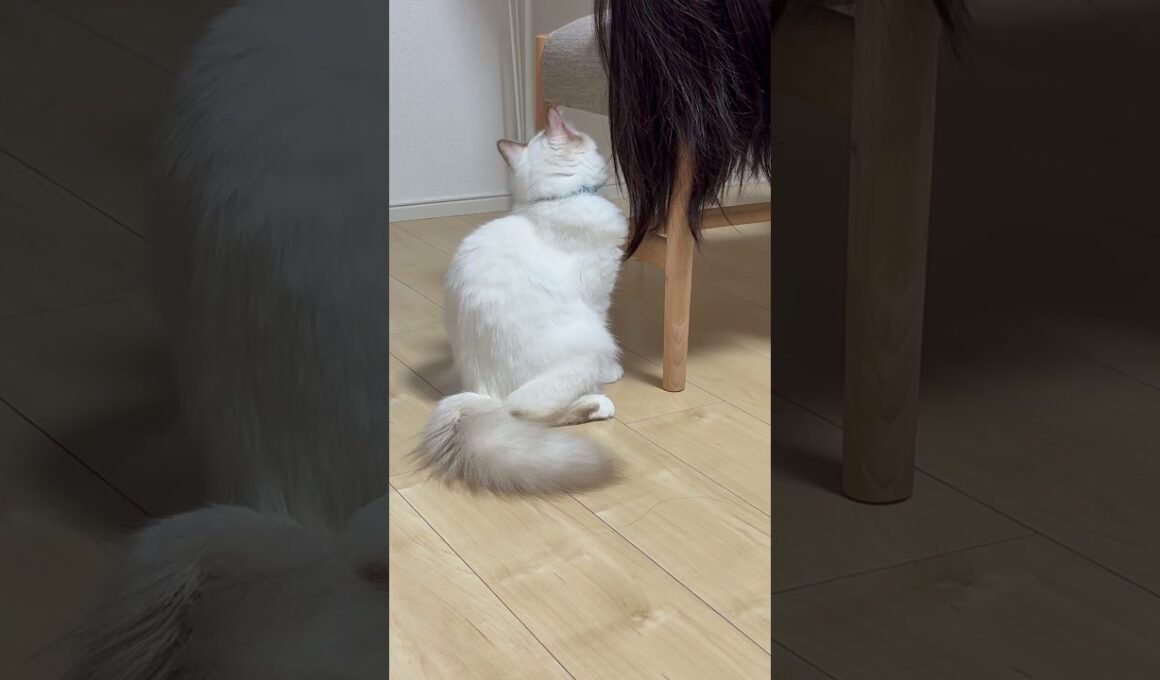 髪を食べる猫　#ねこ #子ネコ #猫のいる暮らし #バーマン #cat #kitten #Birman #cuteanimals