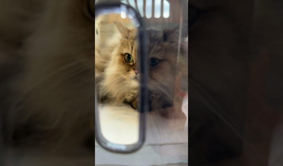 メルちゃん健診に行く。採血される。#shorts #cat   #ねこ