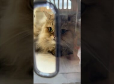 メルちゃん健診に行く。採血される。#shorts #cat   #ねこ