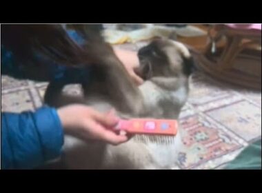 ブチ切れるシャム猫。My siamese cat is angry.