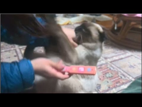 ブチ切れるシャム猫。My siamese cat is angry.