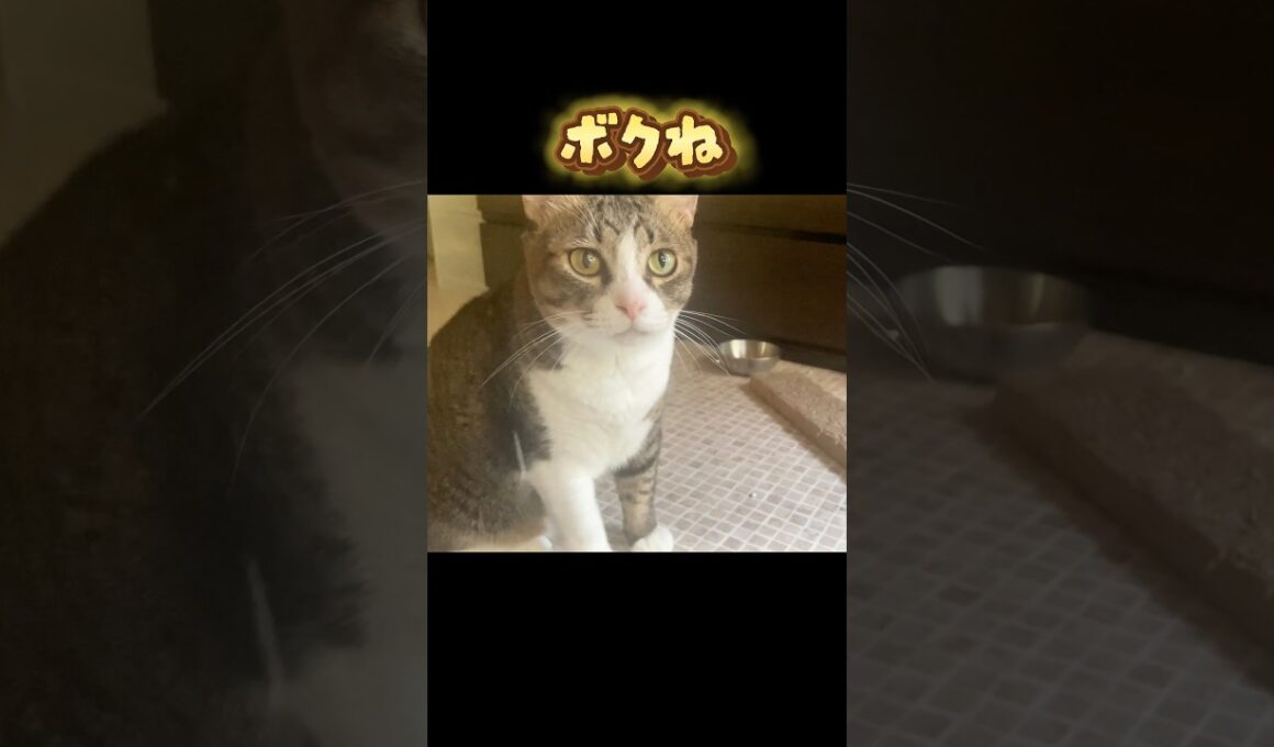 😸「トラ福と窓越しにお昼寝してるんだ」#ノア#トラ福#細マッチョ#保護猫