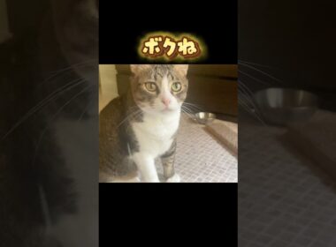 😸「トラ福と窓越しにお昼寝してるんだ」#ノア#トラ福#細マッチョ#保護猫