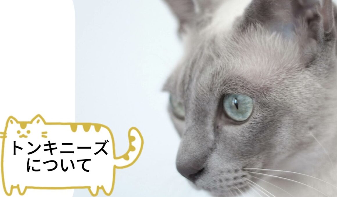 【トンキニーズについて】