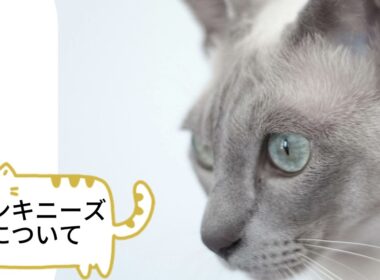 【トンキニーズについて】