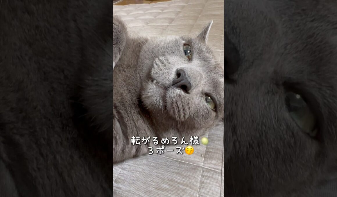 【ロシアンブルー】いろんなポーズで転がるめろんです🤗【猫】#shorts