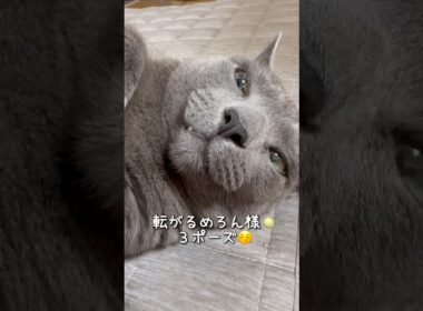 【ロシアンブルー】いろんなポーズで転がるめろんです🤗【猫】#shorts