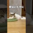 【保護猫】猫の育児