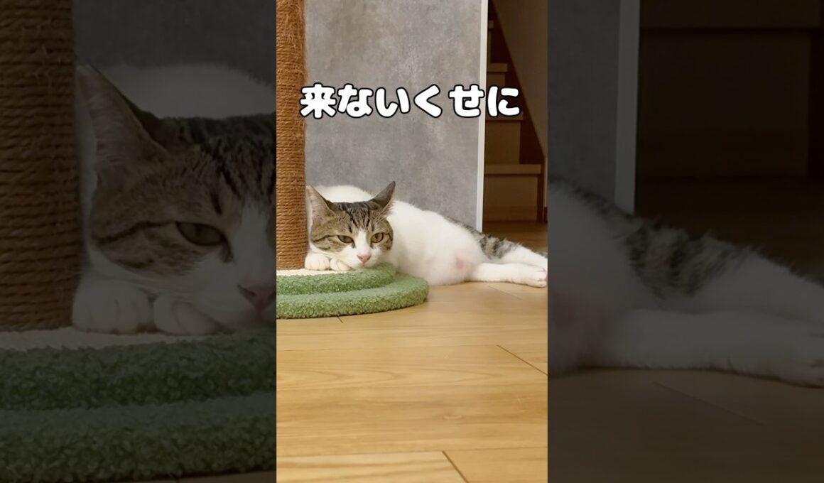 【保護猫】猫の育児