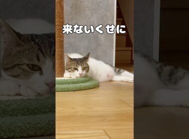 【保護猫】猫の育児
