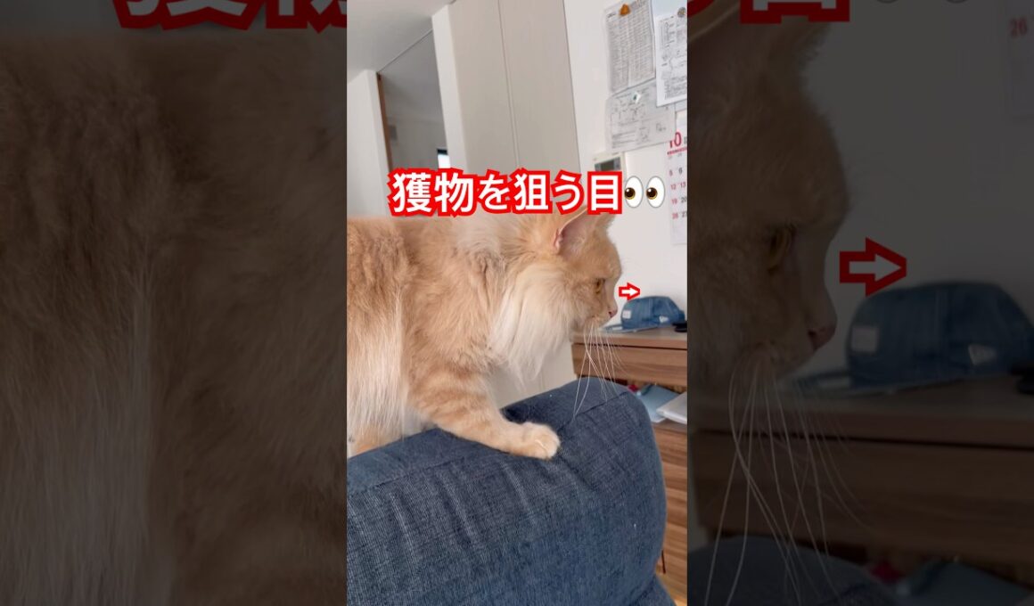 獲物を狙うネコ🐈 #スコティッシュフォールド #cat #好きな子猫 #ねこのいる生活 #子ネコ