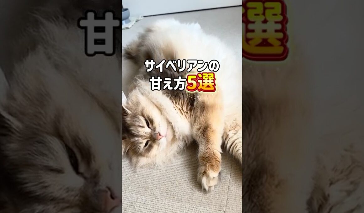猫の甘え方5選😻🥰大型猫のサイベリアンだとこうなる。