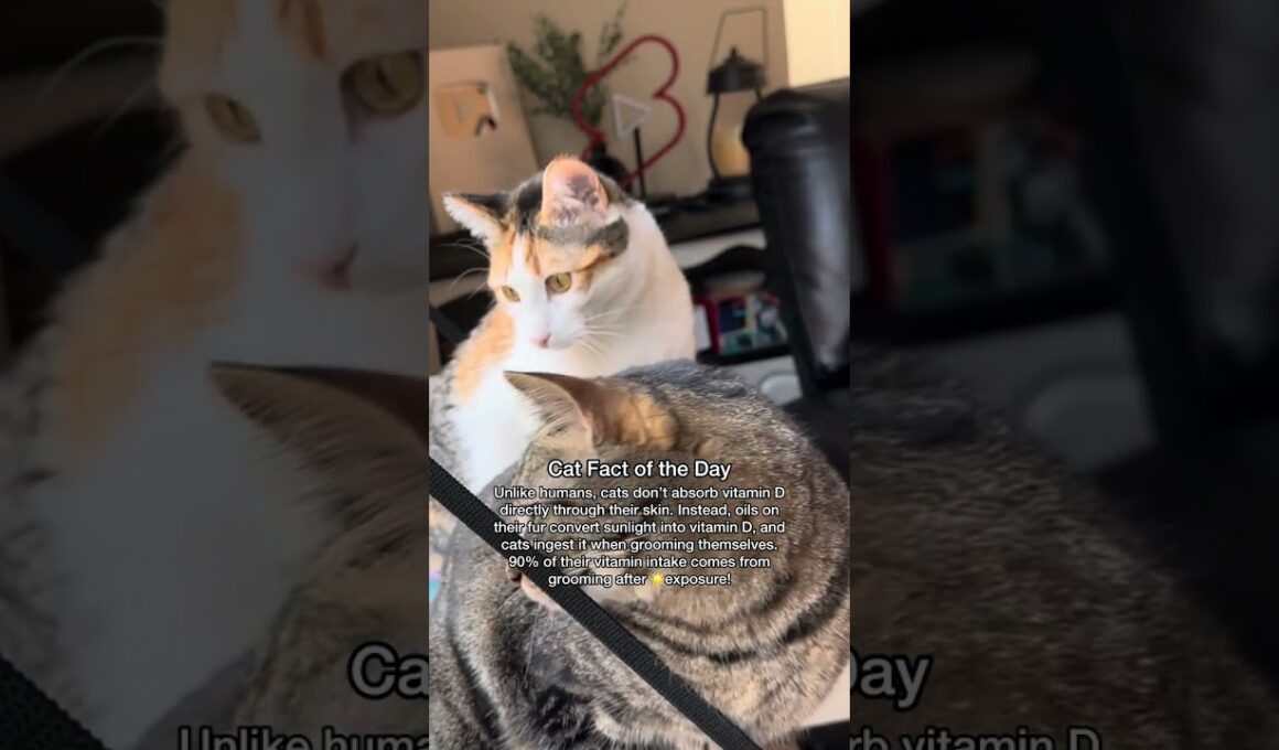 THIS is how cats get their Vitamin D (its not what you think!)