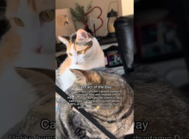 THIS is how cats get their Vitamin D (its not what you think!)