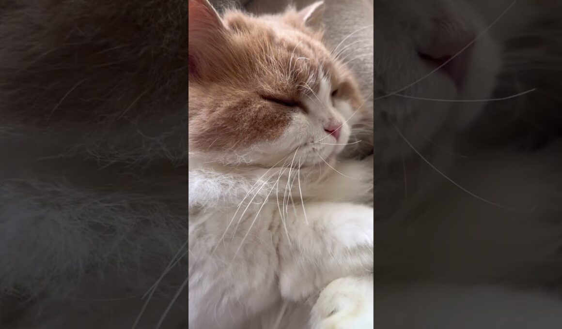 すごいところで寝る猫さん🐱💤 #マンチカン #多頭飼い #猫 #かわいい #cat #munchkins #短足猫 #芒奇金 #曼基康猫