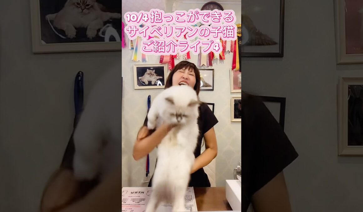 10/4 (土)12:15〜抱っこができる#サイベリアン の#子猫 ご紹介ライブ3😻甘えん坊で最高の#子ネコ をお迎えするなら吉祥寺のサイベリアン専門#ペットショップ のロイヤルキャッツで❣️