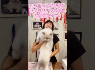 10/4 (土)12:15〜抱っこができる#サイベリアン の#子猫 ご紹介ライブ3😻甘えん坊で最高の#子ネコ をお迎えするなら吉祥寺のサイベリアン専門#ペットショップ のロイヤルキャッツで❣️