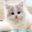 【ノルウェージャンフォレストキャット】✨マルワンプレミアム✨可愛いすぎる男の子が仲間入りしました！