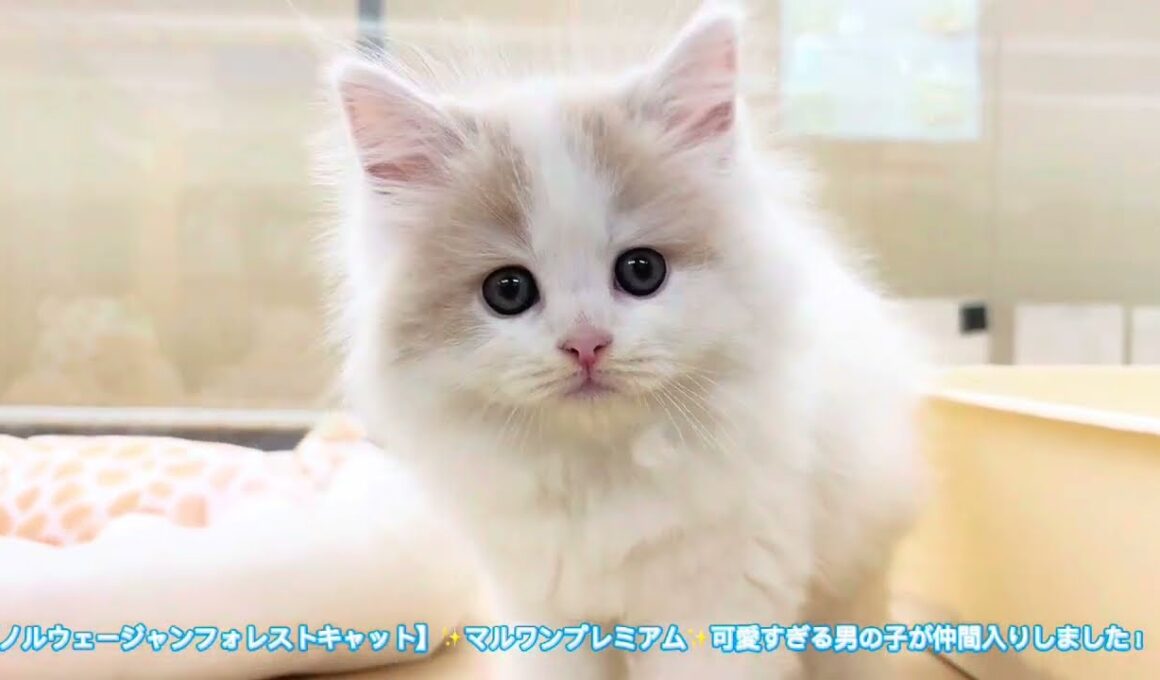 【ノルウェージャンフォレストキャット】✨マルワンプレミアム✨可愛いすぎる男の子が仲間入りしました！