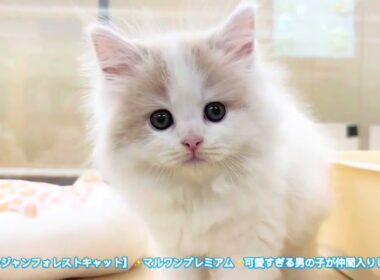 【ノルウェージャンフォレストキャット】✨マルワンプレミアム✨可愛いすぎる男の子が仲間入りしました！