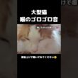 大型猫のゴロゴロに癒される #メインクーン #猫 #猫のいる暮らし#cat #mainecoon #catlover​  #catshorts​ #cute​ #cutecat​ #fyp​