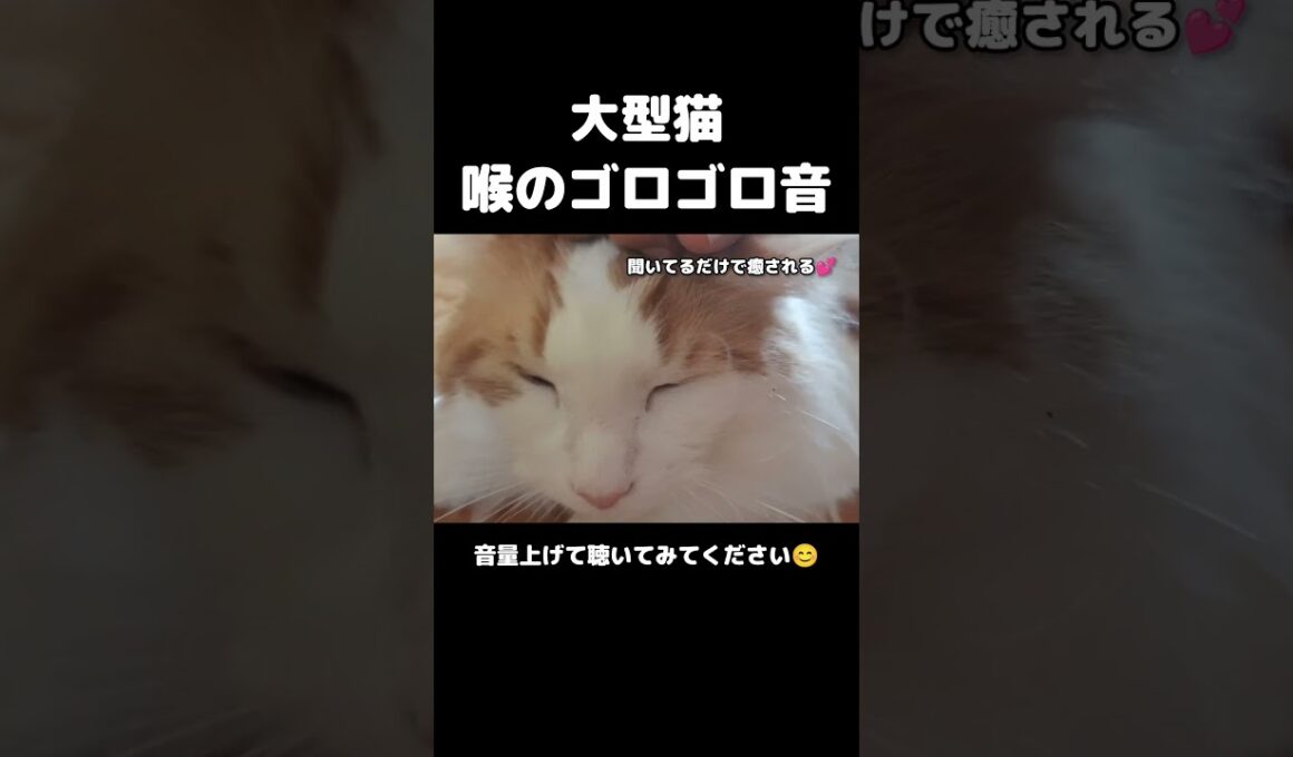 大型猫のゴロゴロに癒される #メインクーン #猫 #猫のいる暮らし#cat #mainecoon #catlover​  #catshorts​ #cute​ #cutecat​ #fyp​