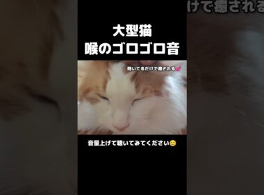 大型猫のゴロゴロに癒される #メインクーン #猫 #猫のいる暮らし#cat #mainecoon #catlover​  #catshorts​ #cute​ #cutecat​ #fyp​