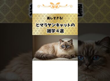 【うちゅくしいヒマラヤンの雑学4選】#雑学