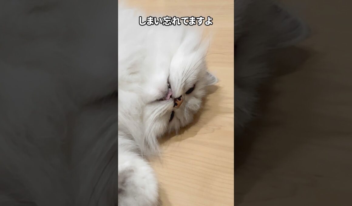 緩んでいる猫 【サイベリアン】 #Shorts