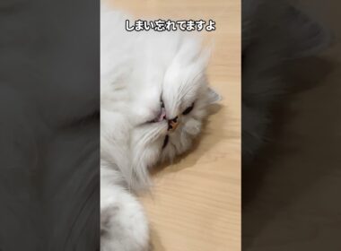 緩んでいる猫 【サイベリアン】 #Shorts