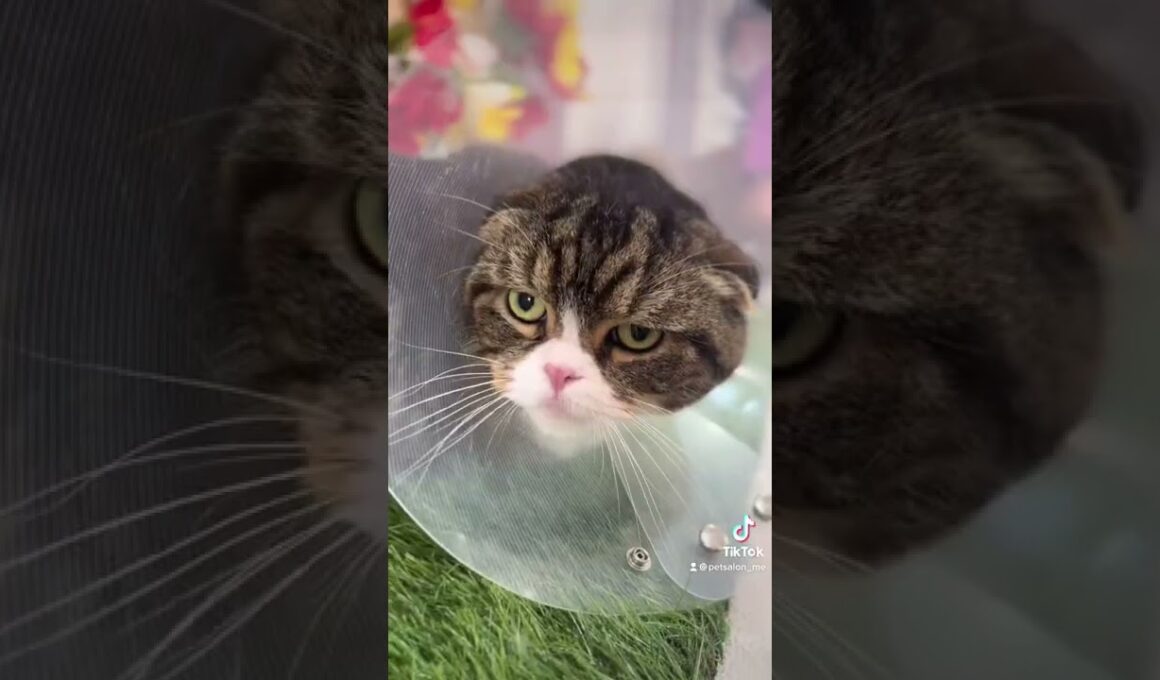 アメリカンショートヘアーのめいちゃんとスコティッシュのこてつくんとMIXのリンちゃんが来てくれました　京都市南区　ペットサロンみぃ〜