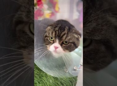 アメリカンショートヘアーのめいちゃんとスコティッシュのこてつくんとMIXのリンちゃんが来てくれました　京都市南区　ペットサロンみぃ〜