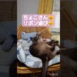 ちょこさん😺寝たままリボン遊び😸 #シャム猫 #たぬき猫 #ねこのいる生活 ねこ