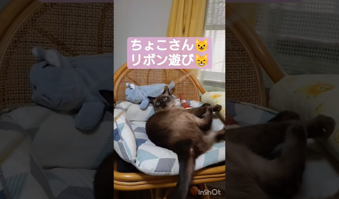 ちょこさん😺寝たままリボン遊び😸 #シャム猫 #たぬき猫 #ねこのいる生活 ねこ