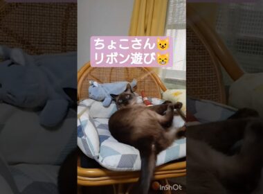 ちょこさん😺寝たままリボン遊び😸 #シャム猫 #たぬき猫 #ねこのいる生活 ねこ