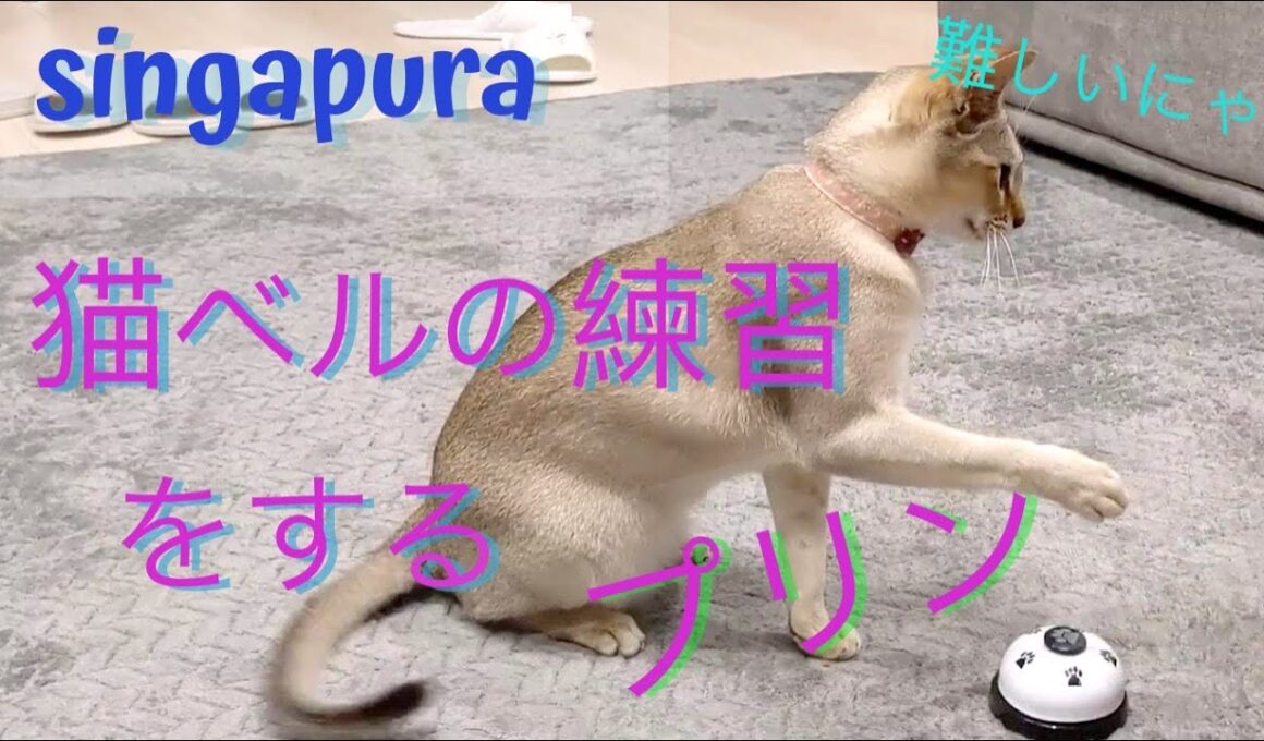 シンガプーラのプリン 猫ベル練習中 Cat pushing the bell