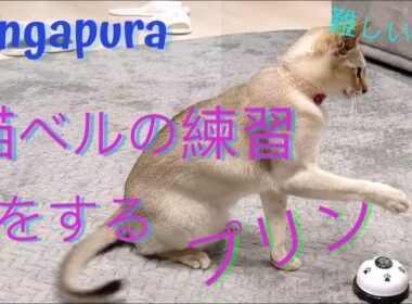 シンガプーラのプリン 猫ベル練習中 Cat pushing the bell
