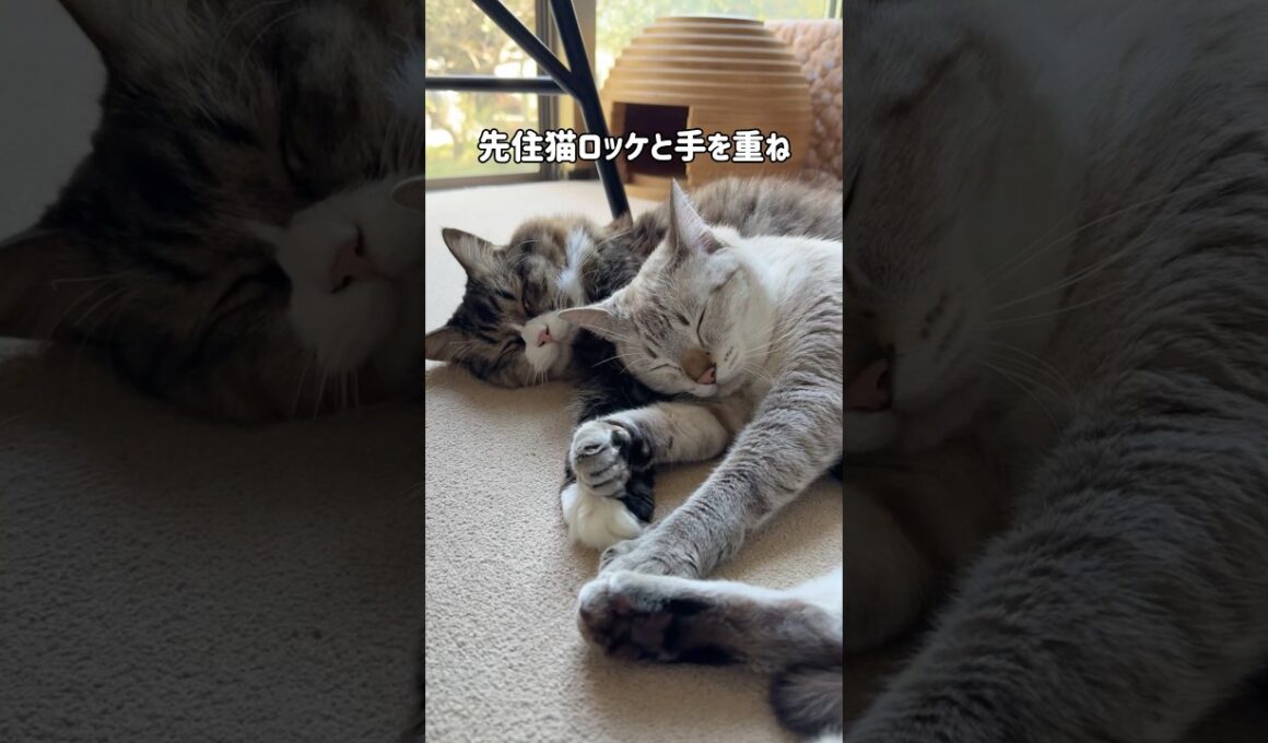庭に現れた元野良猫くう｜家猫になり１年後｜とある昼の過ごし方｜先住猫ロッケに信じられないほど可愛がられてお昼寝してる #shorts