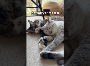 庭に現れた元野良猫くう｜家猫になり１年後｜とある昼の過ごし方｜先住猫ロッケに信じられないほど可愛がられてお昼寝してる #shorts