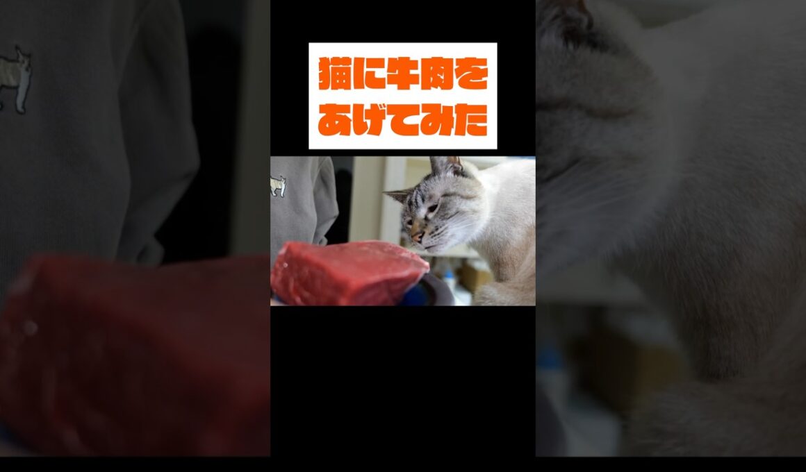 奮発して牛肉を買ったらよ、これだぜ…？やめらんねぇなぁ？