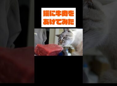 奮発して牛肉を買ったらよ、これだぜ…？やめらんねぇなぁ？