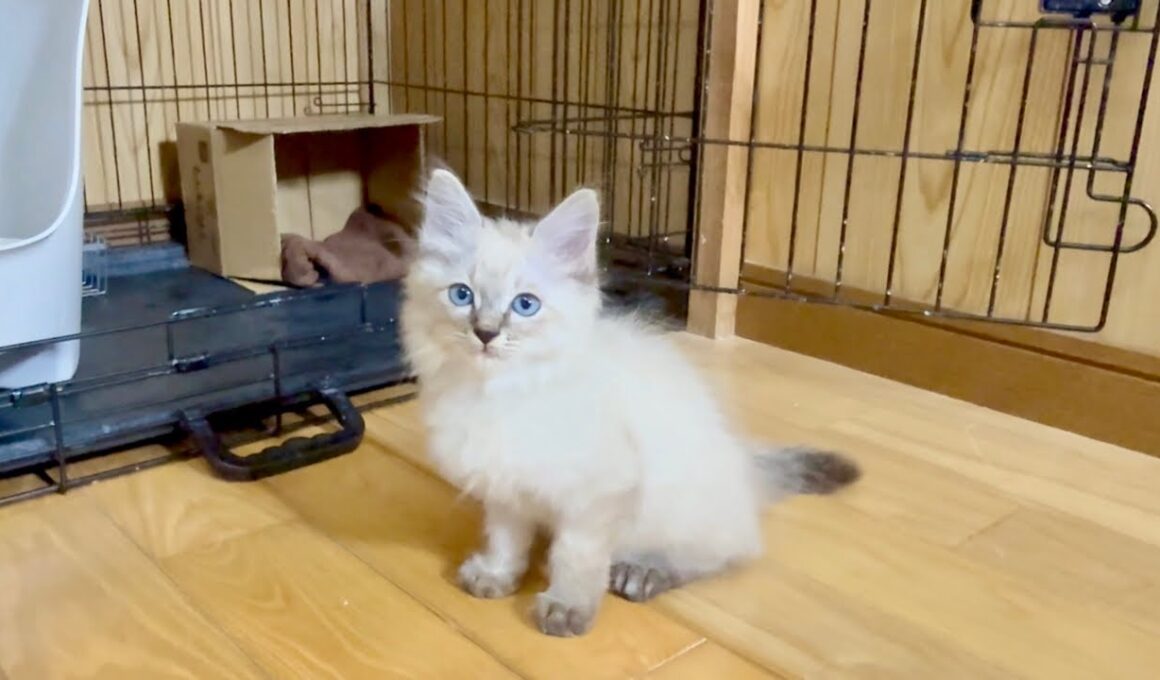 保護子猫と隔離部屋から初ライブ