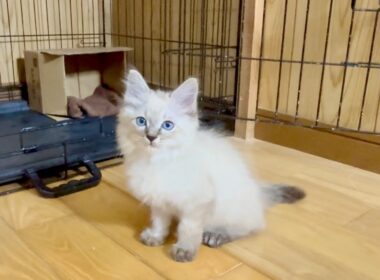 保護子猫と隔離部屋から初ライブ