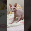 ゴロゴロ言いながらフミフミご機嫌な猫アレクサンドラ【スフィンクス】
