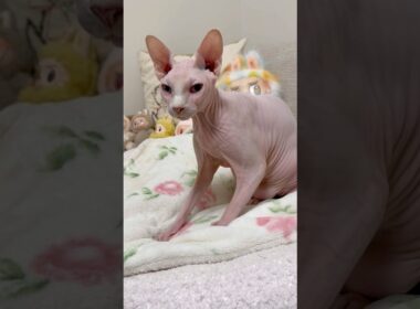 ゴロゴロ言いながらフミフミご機嫌な猫アレクサンドラ【スフィンクス】