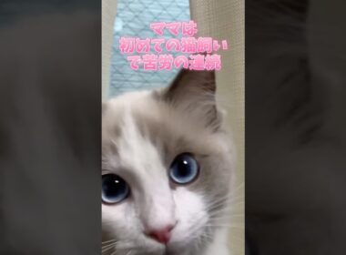 お触り許してくれた猫 #猫 #cat #ラグドール #ragdolls #猫好きさんと繋がりたい #猫のいる暮らし #shorts