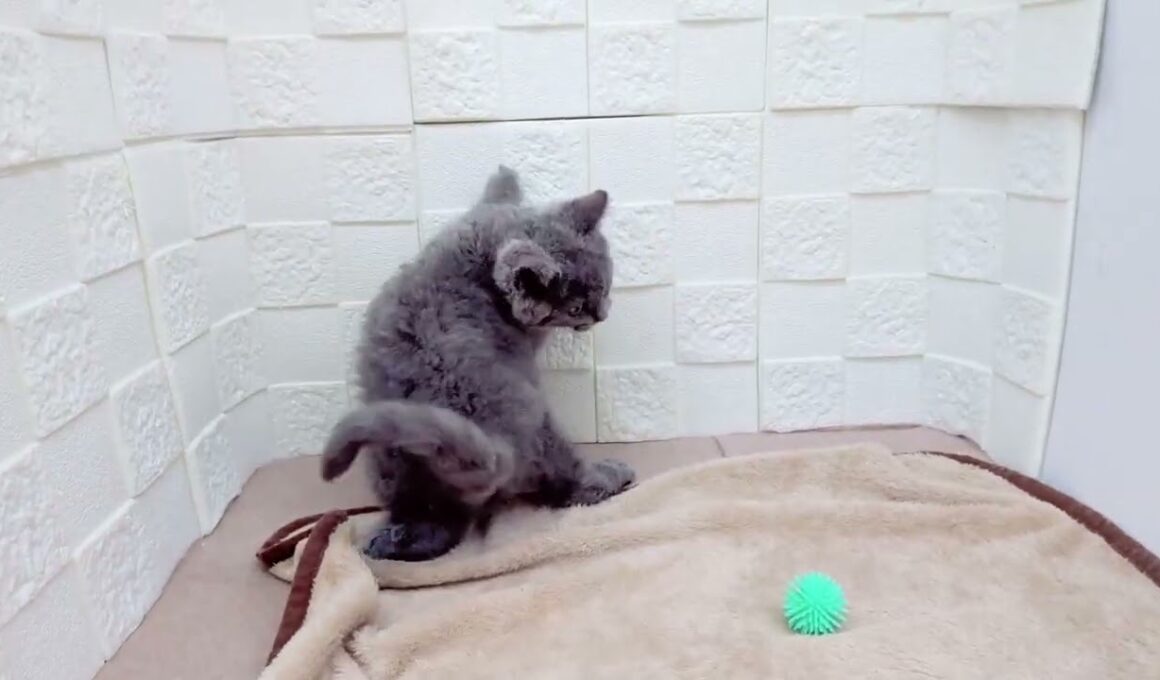 【No.193921セルカークレックス♂】ペットショップ犬の家猫の里碧南店