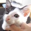 幸せそうな顔で子猫が喉をゴロゴロと鳴らす。【赤ちゃん猫　保護猫】