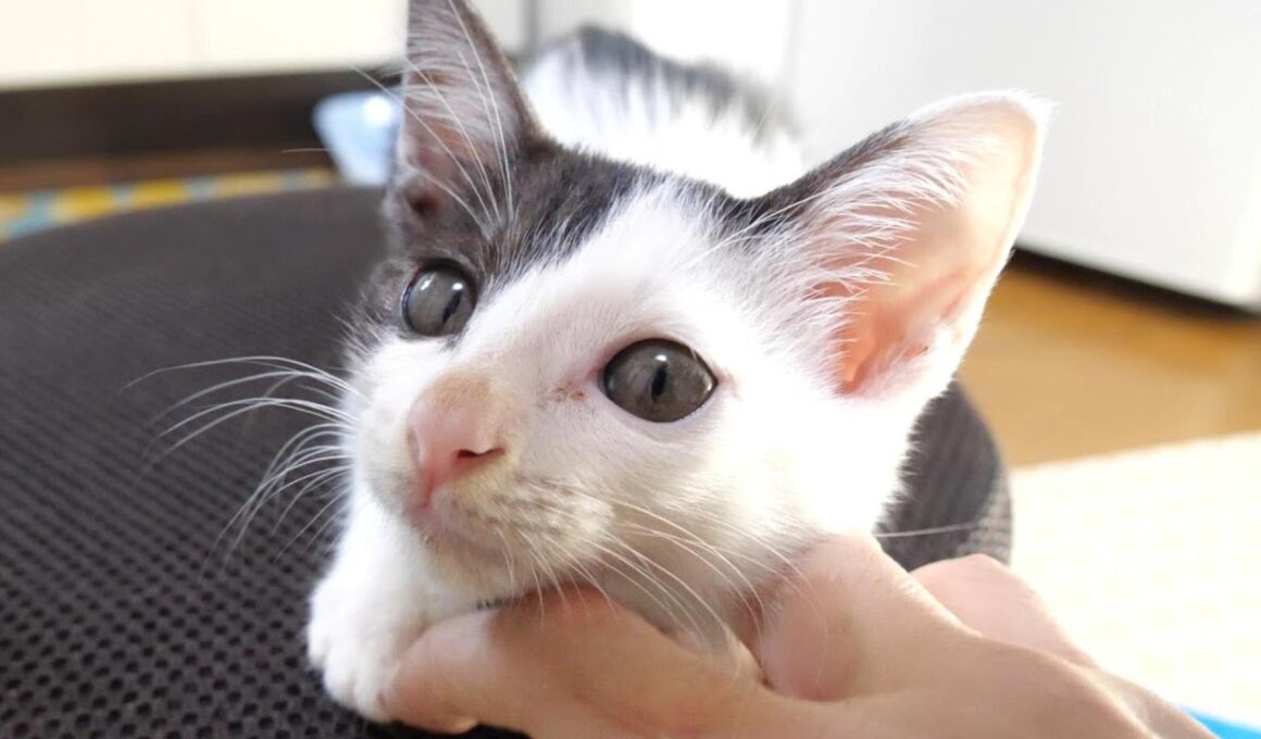 幸せそうな顔で子猫が喉をゴロゴロと鳴らす。【赤ちゃん猫　保護猫】